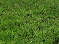 Comarum palustre 52, Wateraardbei, Saxifraga-Hans Boll