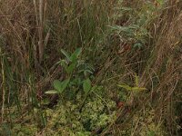 Comarum palustre 55, Wateraardbei, Saxifraga-Hans Boll