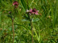Comarum palustre 60, Wateraardbei, Saxifraga-Ed Stikvoort