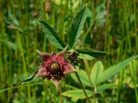 Comarum palustre 61, Wateraardbei, Saxifraga-Ed Stikvoort