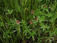 Comarum palustre 63, Wateraardbei, Saxifraga-Ed Stikvoort