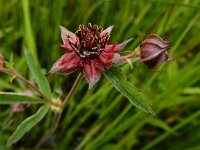 Comarum palustre 64, Wateraardbei, Saxifraga-Ed Stikvoort