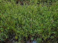 Comarum palustre 65, Wateraardbei, Saxifraga-Ed Stikvoort