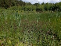 Comarum palustre 66, Wateraardbei, Saxifraga-Ed Stikvoort