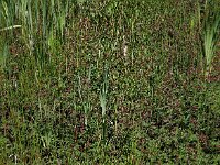 Comarum palustre 67, Wateraardbei, Saxifraga-Ed Stikvoort