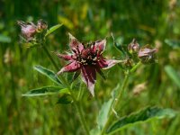 Comarum palustre 69, Wateraardbei, Saxifraga-Ed Stikvoort