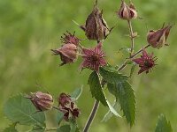 Comarum palustre 7, Wateraardbei, Saxifraga-Jan van der Straaten