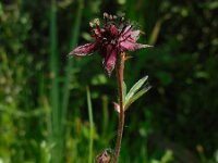 Comarum palustre 70, Wateraardbei, Saxifraga-Ed Stikvoort