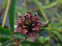 Comarum palustre 71, Wateraardbei, Saxifraga-Ed Stikvoort