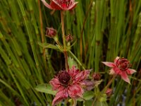 Comarum palustre 73, Wateraardbei, Saxifraga-Ed Stikvoort