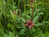 Comarum palustre 74, Wateraardbei, Saxifraga-Ed Stikvoort