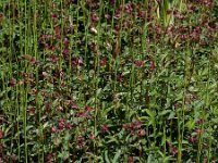 Comarum palustre 75, Wateraardbei, Saxifraga-Ed Stikvoort