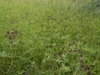 Comarum palustre 76, Wateraardbei, Saxifraga-Willem van Kruijsbergen