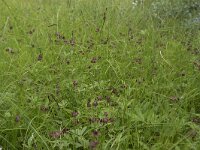 Comarum palustre 77, Wateraardbei, Saxifraga-Willem van Kruijsbergen