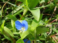 Commelina communis 2, Gewone commelina, Saxifraga-Rutger Barendse