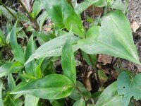 Commelina communis 3, Gewone commelina, Saxifraga-Rutger Barendse