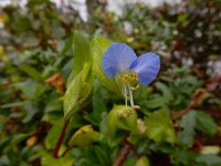 Commelina communis 4, Gewone commelina, Saxifraga-Ed Stikvoort : Dobrec - Grnjac s9900