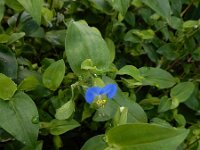 Commelina communis 5, Gewone commelina, Saxifraga-Ed Stikvoort : Pobri - Opatija a900