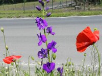 Consolida ajacis 10, Valse ridderspoor, Saxifraga-Rutger Barendse