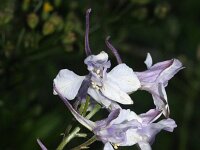 Consolida ajacis 15, Valse ridderspoor, Saxifraga-Rutger Barendse