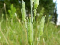 Consolida ajacis 18, Valse ridderspoor, Saxifraga-Rutger Barendse