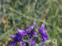 Consolida ajacis 20, Valse ridderspoor, Saxifraga-Rutger Barendse