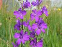 Consolida ajacis 25, Valse ridderspoor, Saxifraga-Ed Stikvoort