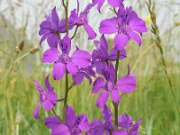 Consolida ajacis 26, Valse ridderspoor, Saxifraga-Ed Stikvoort