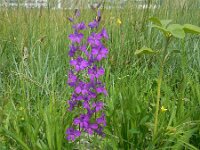 Consolida ajacis 27, Valse ridderspoor, Saxifraga-Ed Stikvoort