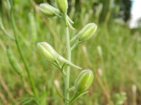 Consolida ajacis 9, Valse ridderspoor, Saxifraga-Rutger Barendse