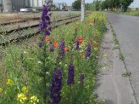 Consolida hispanica 2, Oosterse ridderspoor, Saxifraga-Rutger Barendse