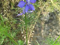 Consolida hispanica 4, Oosterse ridderspoor, Saxifraga-Rutger Barendse