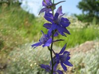 Consolida hispanica 5, Oosterse ridderspoor, Saxifraga-Rutger Barendse