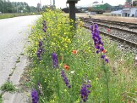 Consolida hispanica 6, Oosterse ridderspoor, Saxifraga-Rutger Barendse