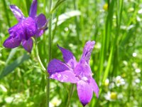 Consolida hispanica 8, Oosterse ridderspoor, Saxifraga-Rutger Barendse