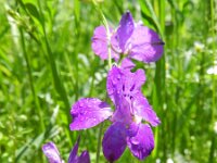 Consolida hispanica 9, Oosterse ridderspoor, Saxifraga-Rutger Barendse