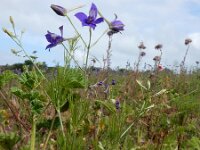 Consolida regalis 18, Wilde ridderspoor, Saxifraga-Ed Stikvoort
