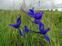 Consolida regalis 24, Wilde ridderspoor, Saxifraga-Hans Grotenhuis