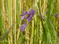 Consolida regalis 25, Wilde ridderspoor, Saxifraga-Hans Grotenhuis