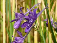 Consolida regalis 26, Wilde ridderspoor, Saxifraga-Hans Grotenhuis