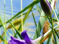 Consolida regalis 27, Wilde ridderspoor, Saxifraga-Hans Grotenhuis