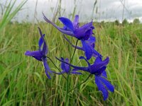 Consolida regalis 28, Wilde ridderspoor, Saxifraga-Hans Grotenhuis