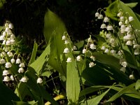 Convallaria majalis 15, Lelietje-van-dalen, Saxifraga-Jan van der Straaten