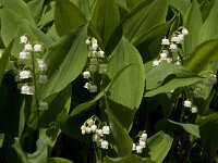 Convallaria majalis 20, Lelietje-van-dalen, Saxifraga-Jan van der Straaten