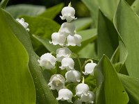 Convallaria majalis 22, Lelietje-van-dalen, Saxifraga-Jan van der Straaten