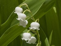 Convallaria majalis 24, Lelietje-van-dalen, Saxifraga-Jan van der Straaten