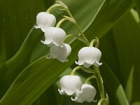 Convallaria majalis 25, Lelietje-van-dalen, Saxifraga-Jan van der Straaten