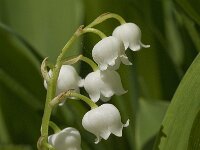 Convallaria majalis 26, Lelietje-van-dalen, Saxifraga-Jan van der Straaten