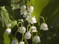 Convallaria majalis 3, Lelietje-van-dalen, Saxifraga-Jan van der Straaten