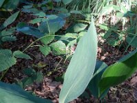 Convallaria majalis 33, Lelietje-van-dalen, Saxifraga-Rutger Barendse